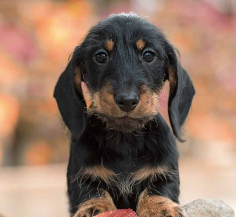 Onze Hond Rasportret De Teckel Klein Met Groots Karakter