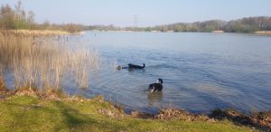 Honden in water