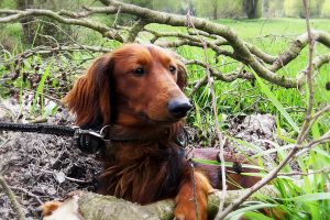 Teckel in het bos