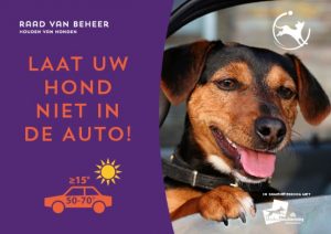 hond-in-auto-liggend-640