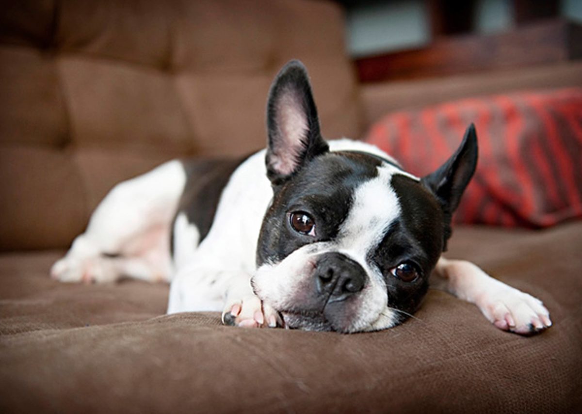 Boston terrier