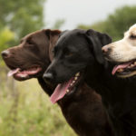 Gezondheid Labradors