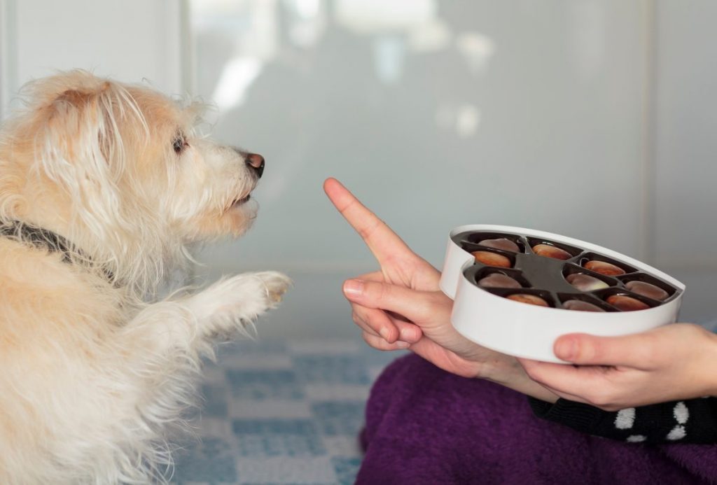 Onze Hond | Alles Voor De Hondenliefhebber