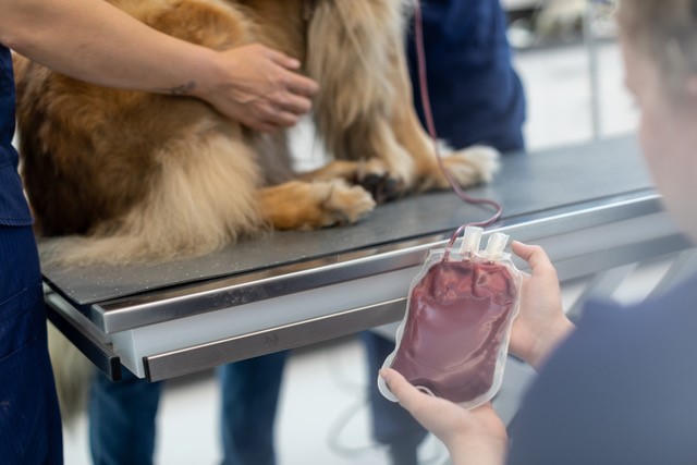 bloeddonatie bij honden, bloeddonatiedagen