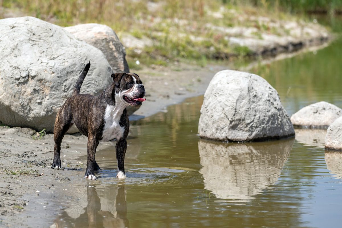 Continental Bulldog