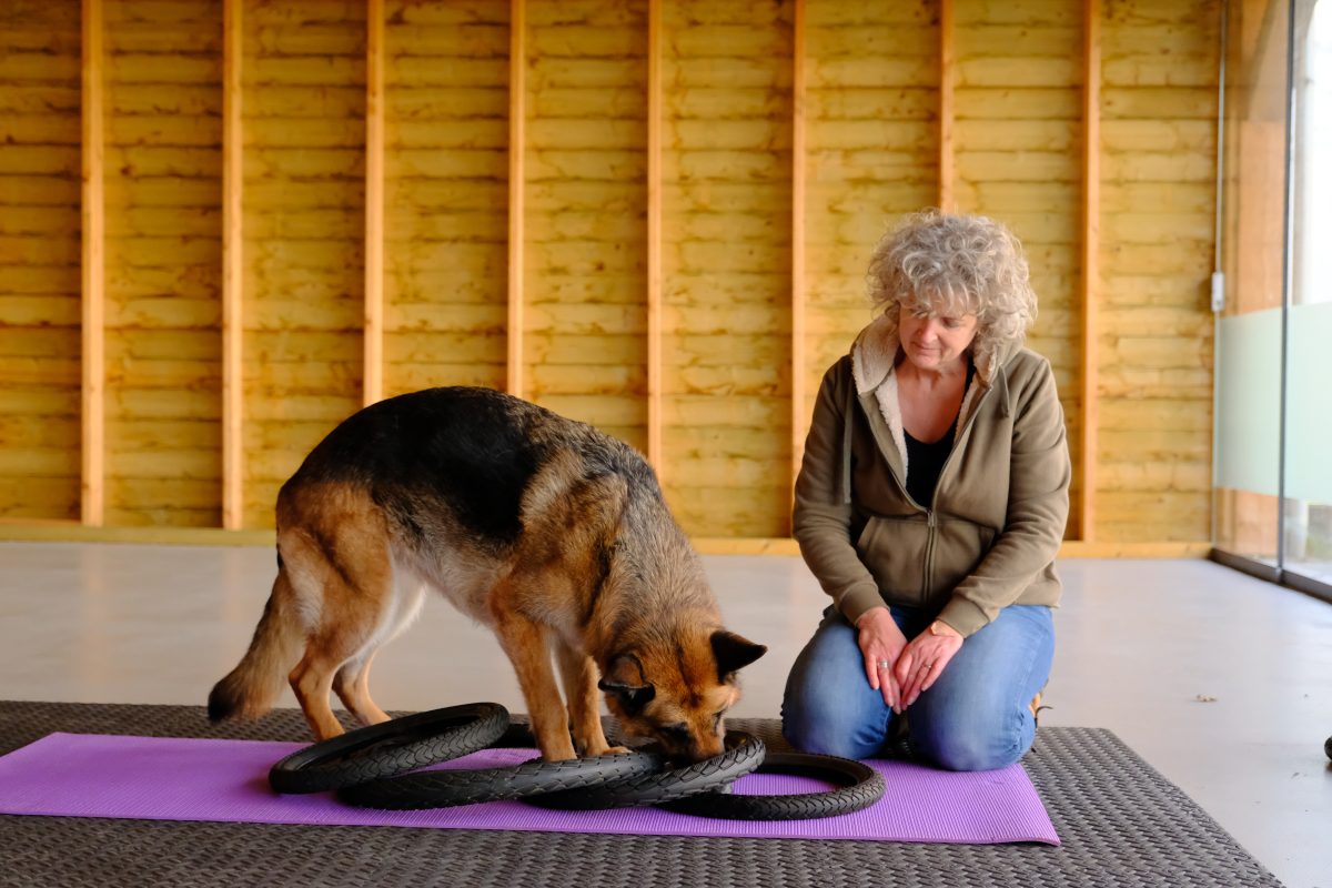 Hersenwerk voor honden