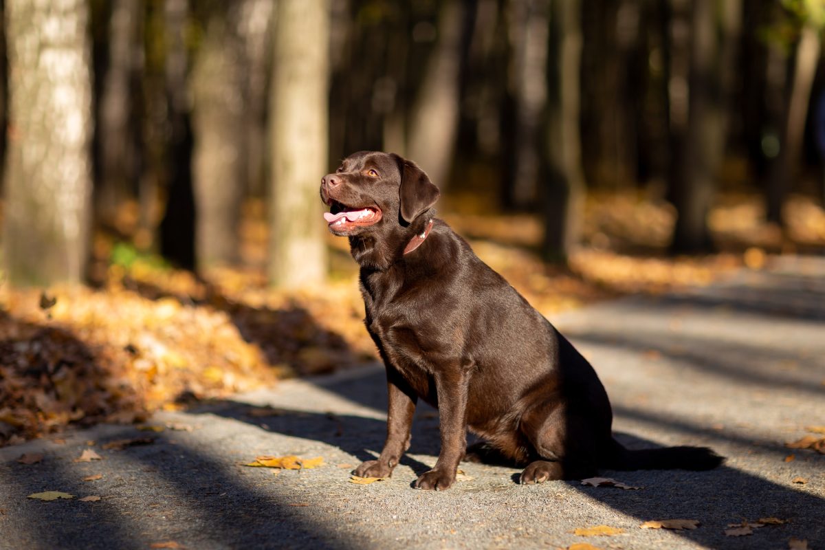 Labrador Retriever