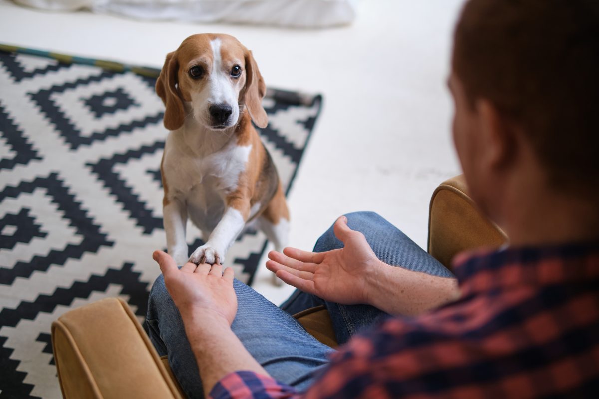 Honden hebben een positieve invloed op het mentaal welzijn van mensen