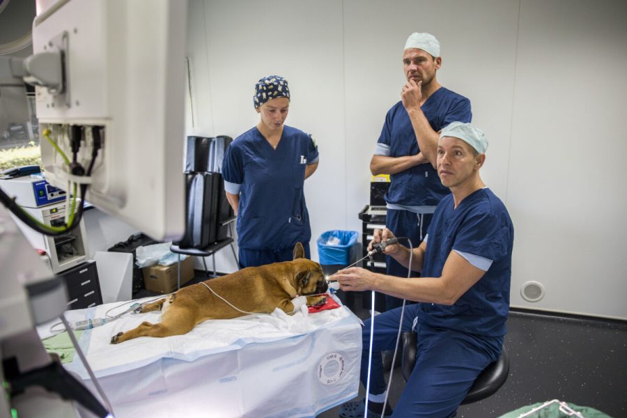 Spyke heeft moeite met ademhalen en heeft verschillende andere klachten zoals aan gewrichten en oren. Hij wordt geopereerd aan zijn gehemelte en neus.

Een groot gedeelte van de werkzaamheden van deze specialistische dierenkliniek in Utrecht staat uit het opereren van hondjes met korte neus, brachycephale hondjes met hun typische problemen aan luchtweg, oren, huidplooi, staart en rug/nekhernia's. 
foto:Arie KievitSpyke heeft moeite met ademhalen en heeft verschillende andere klachten zoals aan gewrichten en oren. Hij wordt geopereerd aan zijn gehemelte en neus zodat hij beter kan ademhalen. Een groot gedeelte van de werkzaamheden van deze specialistische dierenkliniek in Utrecht bestaat uit het opereren van deze hondjes. Kosten operatie voor Spyke €2400. Deze kosten zijn veelal niet te verzekeren.

Kortsnuitige hondenrassen – zoals de mopshond en Franse bulldog – zijn zo ver doorgefokt dat de meeste honden van dit type levenslang lijden onder tal van fysieke en erfelijke aandoeningen. Veel dieren zijn altijd benauwd, hebben oogziektes, huidontstekingen en hernia’s. Hun baasjes zijn vaak slecht geïnformeerd en krijgen daardoor onverwachts te maken met hoge rekeningen voor medische behandelingen.
foto:Arie KievitSpyke heeft moeite met ademhalen en heeft verschillende andere klachten zoals aan gewrichten en oren. Hij wordt geopereerd aan zijn gehemelte en neus zodat hij beter kan ademhalen. Een groot gedeelte van de werkzaamheden van deze specialistische dierenkliniek in Utrecht bestaat uit het opereren van deze hondjes. Kosten operatie voor Spyke €2400. Deze kosten zijn veelal niet te verzekeren.

Kortsnuitige hondenrassen – zoals de mopshond en Franse bulldog – zijn zo ver doorgefokt dat de meeste honden van dit type levenslang lijden onder tal van fysieke en erfelijke aandoeningen. Veel dieren zijn altijd benauwd, hebben oogziektes, huidontstekingen en hernia’s. Hun baasjes zijn vaak slecht geïnformeerd en krijgen daardoor onverwachts te maken met hoge rekeningen voor medische behandelingen.
foto:Arie Kievit