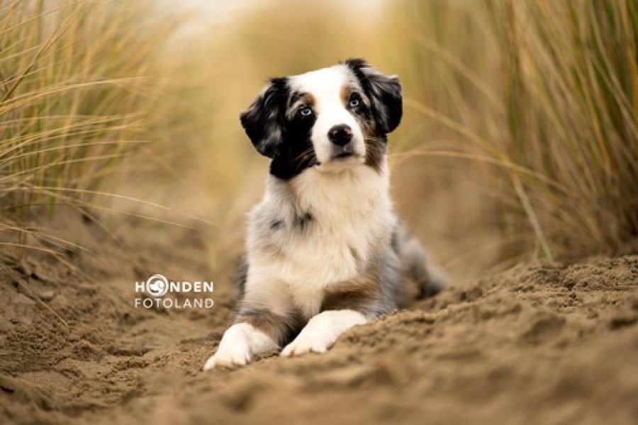 Honden fotograferen winter