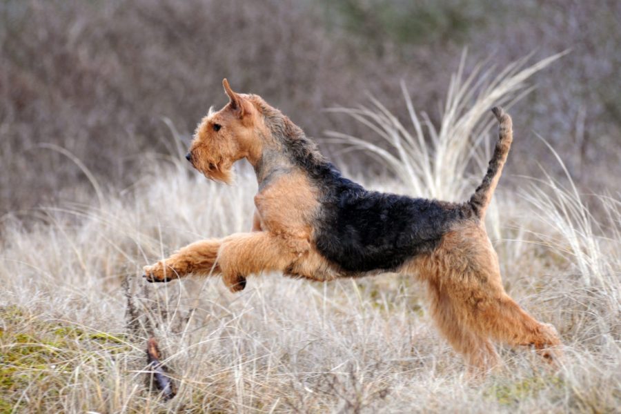 Airedale terrier