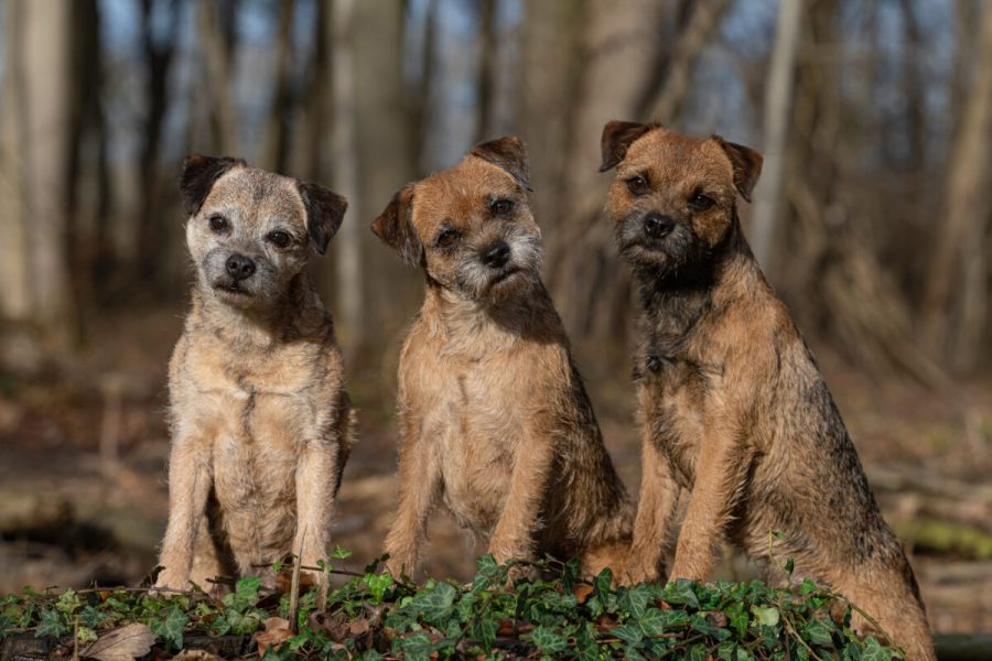 Border Terrier