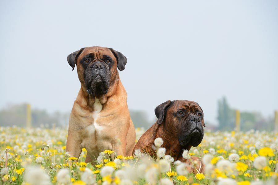 Bullmastiff