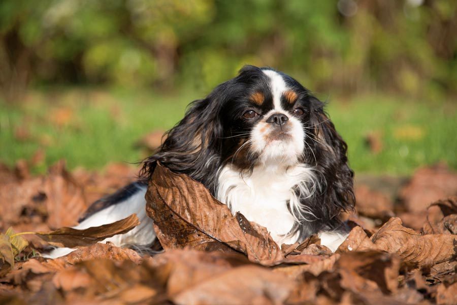 Cavalier King Charles Spaniel