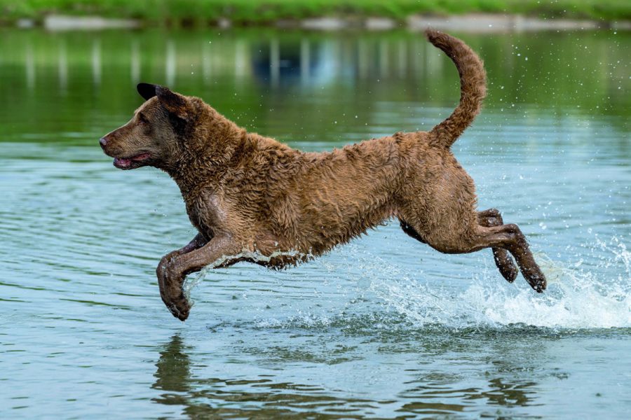 Chesapeake Bay Retriever