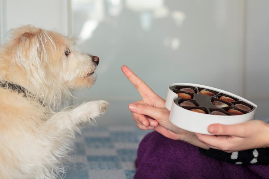 Little,Terrier,Dog,With,Chocolate,Sitting,On,The,Ground