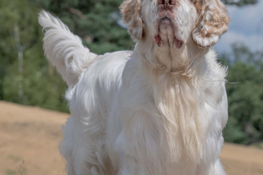 Clumber Spaniel