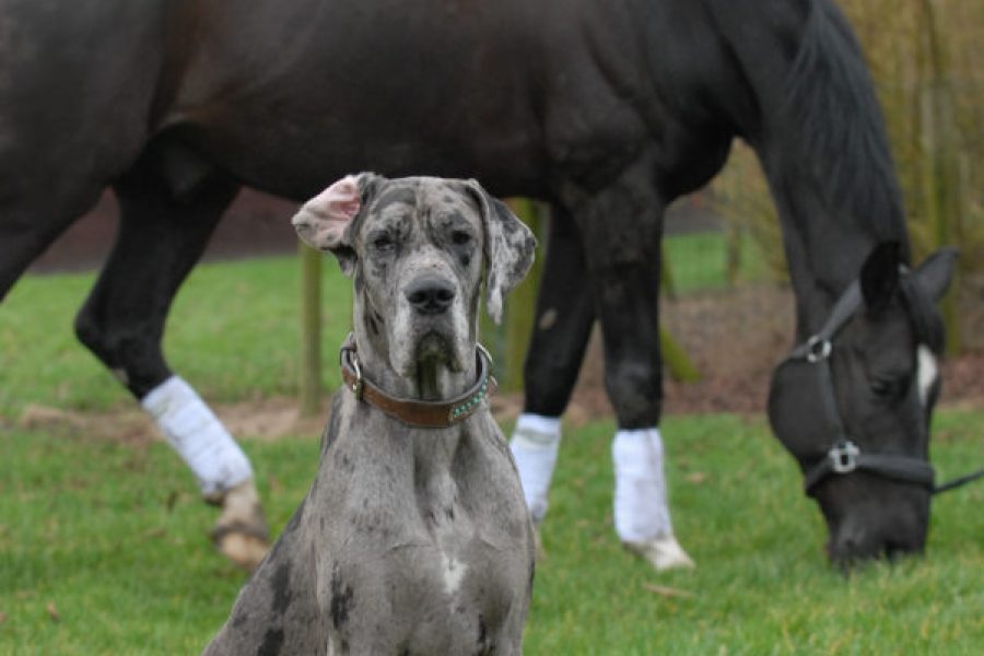 paarden en honden