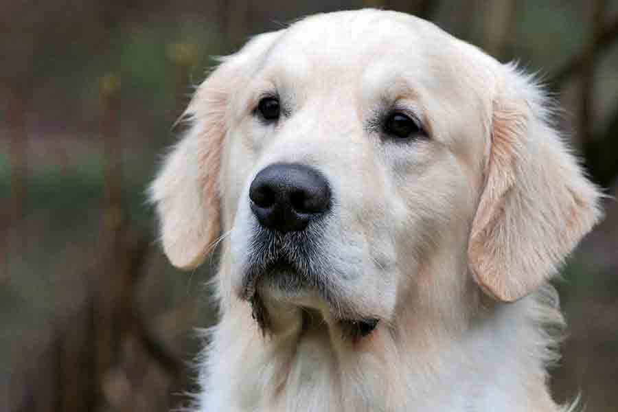 Goldenretriever