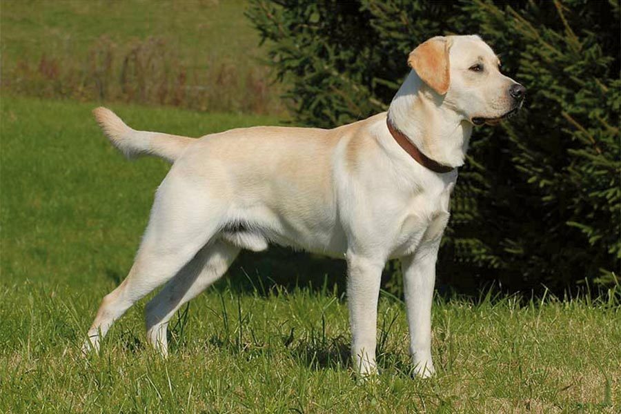 Labrador Retriever