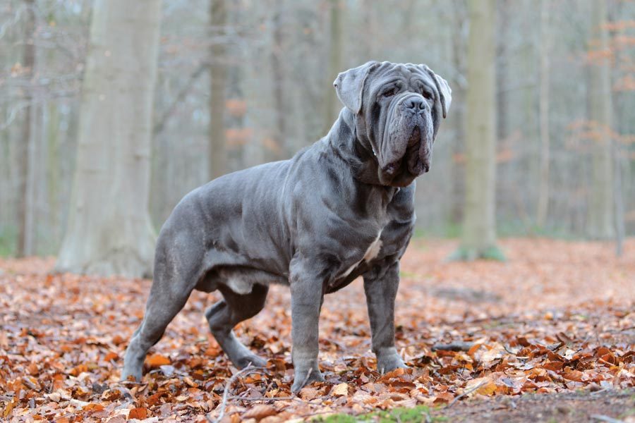 Mastino Napoletano