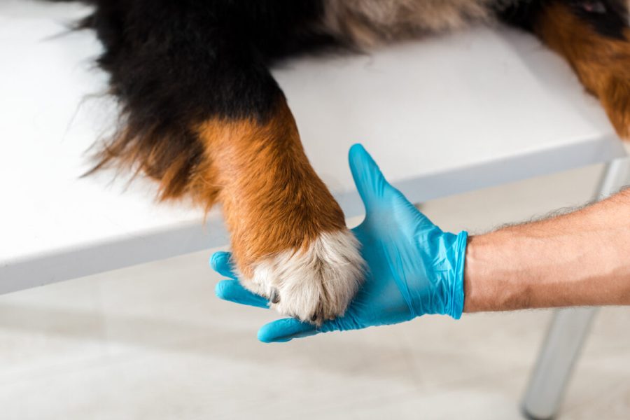 Partial,View,Of,Veterinarian,Holding,Paw,Of,Bernese,Mountain,Dog