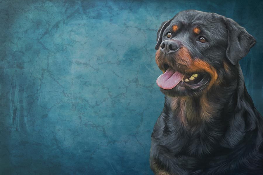 Rottweiler