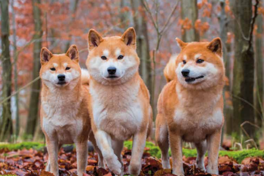 Shiba