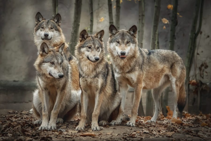 A,Pack,Of,Four,Wolves,(canis,Lupus),In,The,Leaves