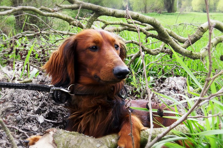 Teckel in het bos