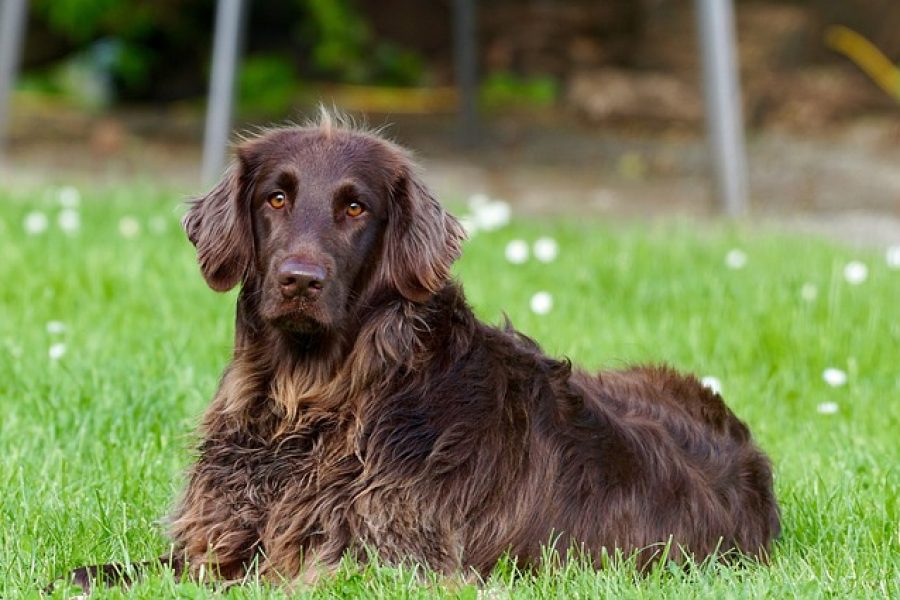 hond liggend in het gras