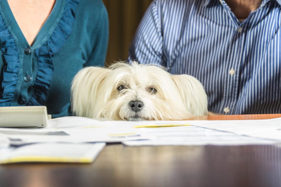 Family,Bankrupt.,Unhappy,Dog,Is,Looking,At,The,Camera,While