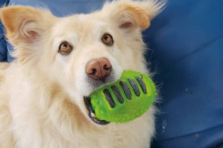 hond met speeltje