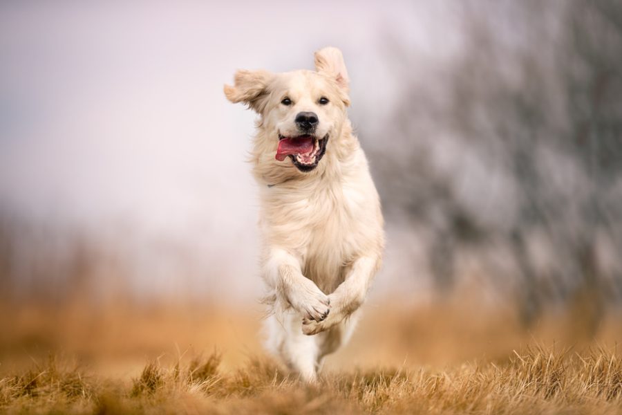 Running,Dog,On,Grass