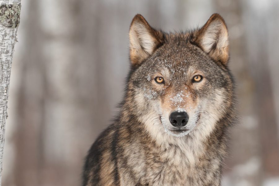 Grey,Wolf,(canis,Lupus),Portrait,-,Captive,Animal