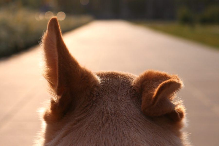 Beige,Dog,Looking,Forward,,Listening,With,One,Ear,Up,And