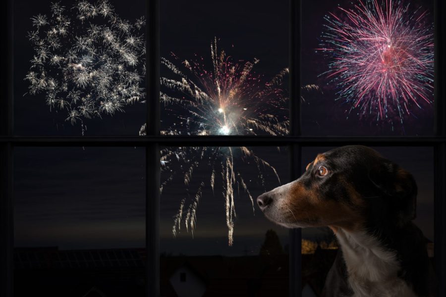 Dog looks out the window and watching the fireworks