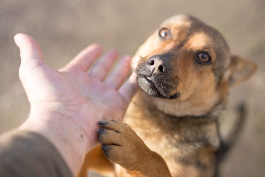 Dog,Weasel,Hand,On,Nature