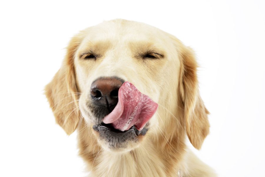 An,Adorable,Golden,Retriever,Puppy,Licking,Her,Lips,-,Studio