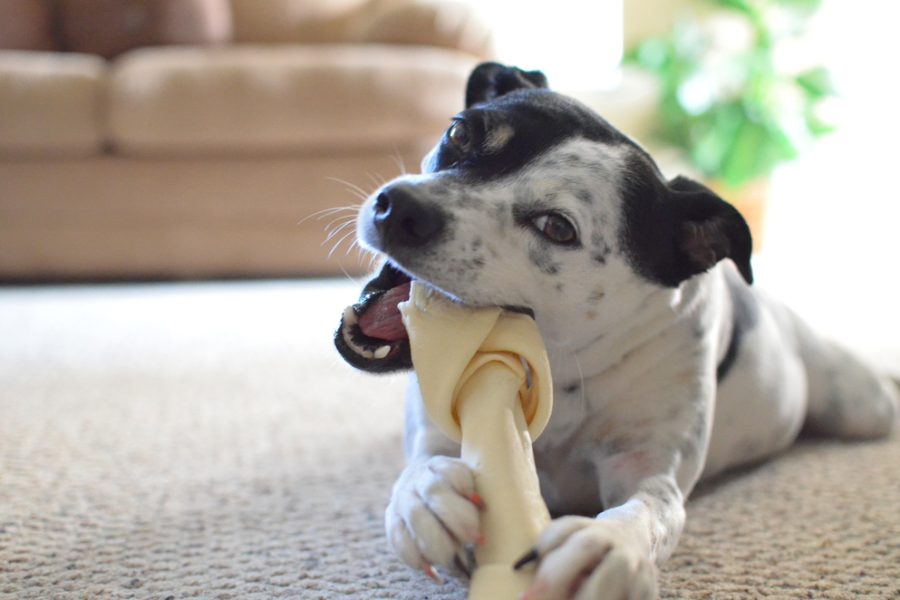 Dog chewing on dog bone