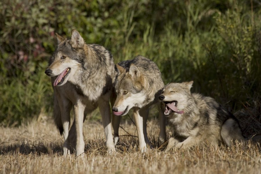 Wolves,Display,Bonding,Rituals