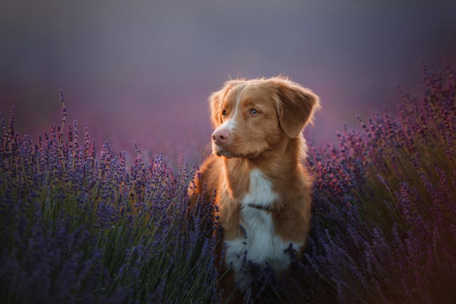 Hond in veld