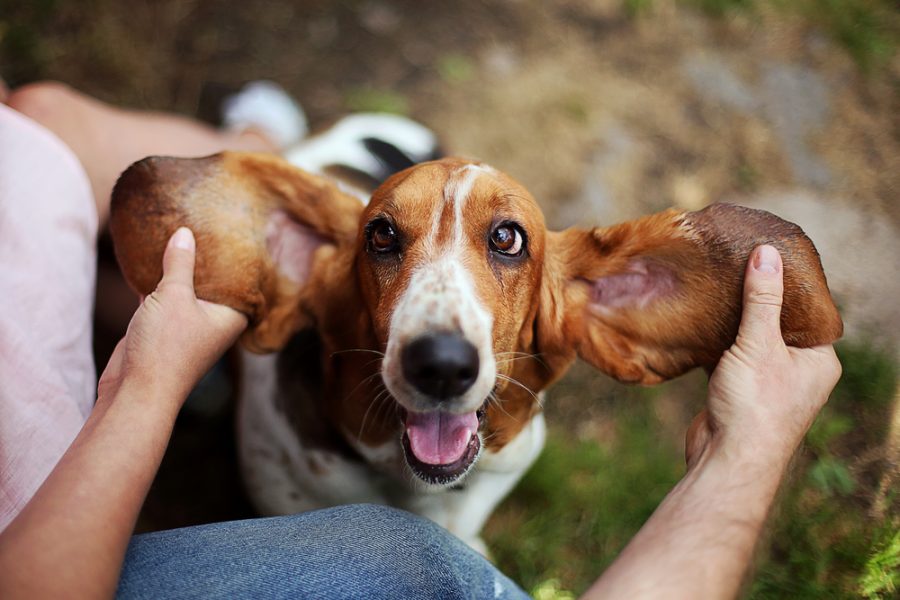 Happy,Dog,Basset,Hound,With,Ears,Up.,Beautiful,Kind,Dog.