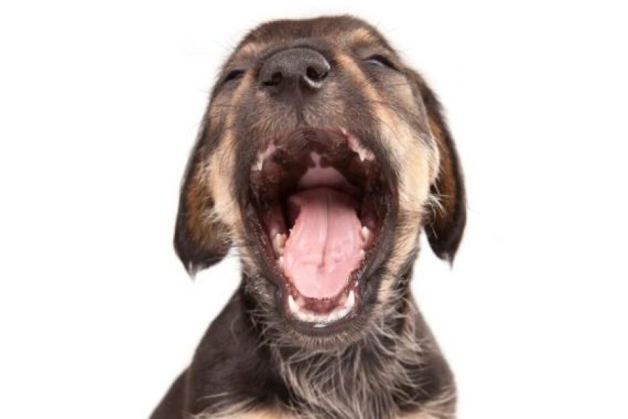 Puppy,Of,Dachshund,With,Open,Jaws.,Isolated,On,White