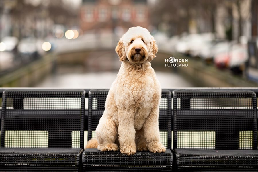 ©HFL-LR1-Guus, Voorkom angst bij honden tijdens fotoshoot